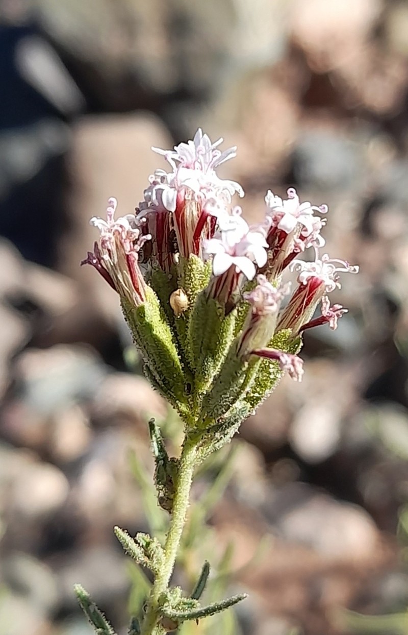 Stevia maimarensis