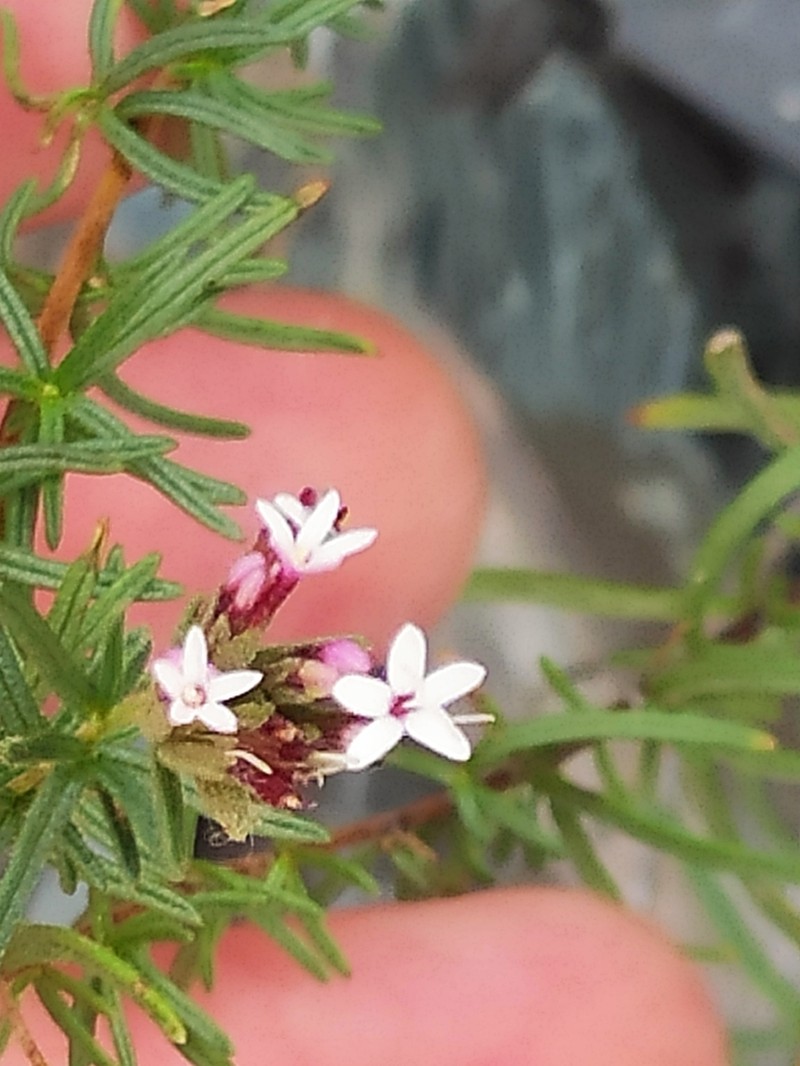 Stevia maimarensis photo 2