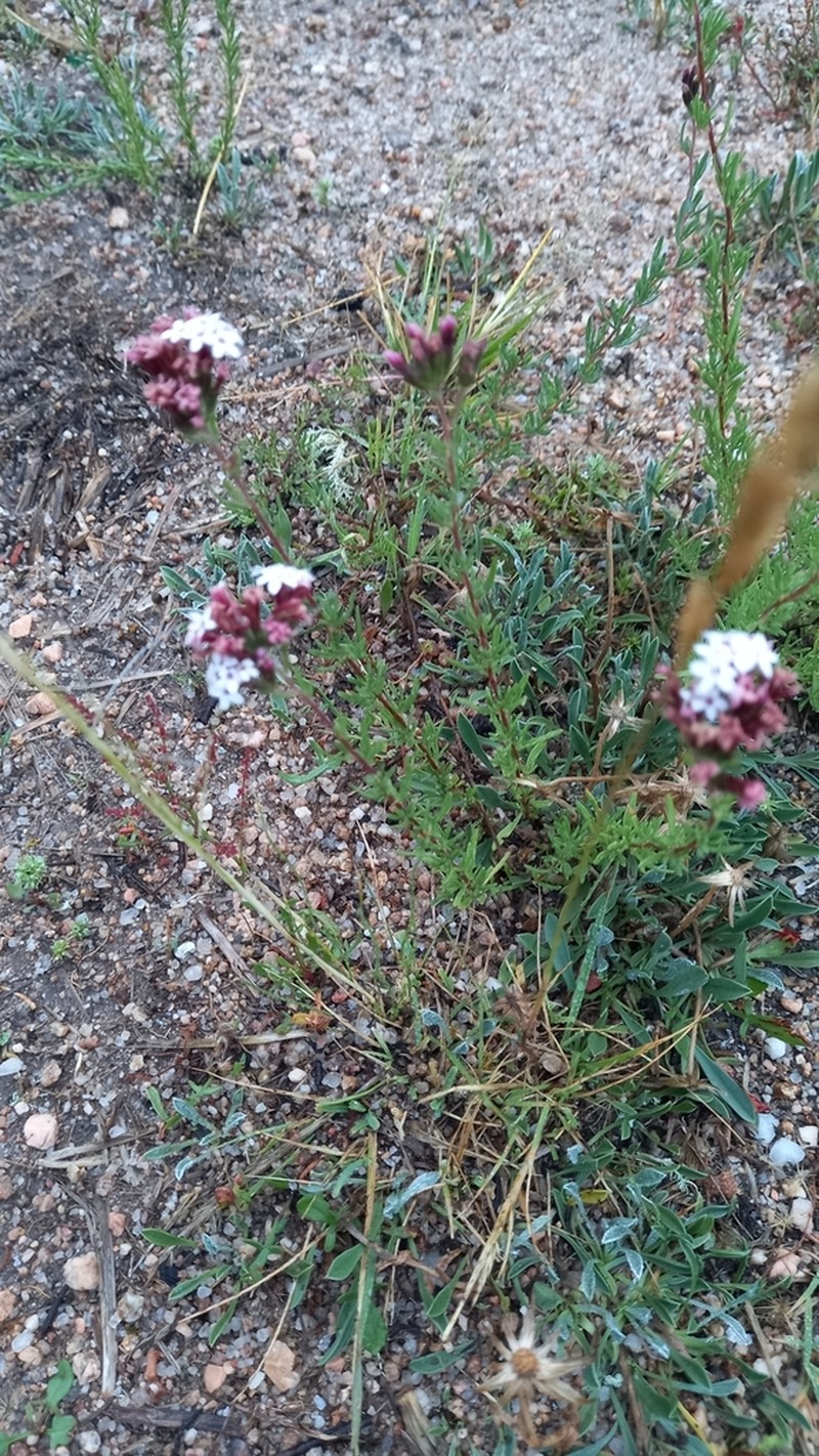 Stevia maimarensis photo 3