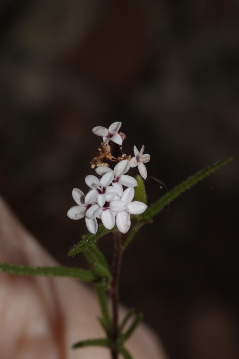 Stevia maimarensis photo 4