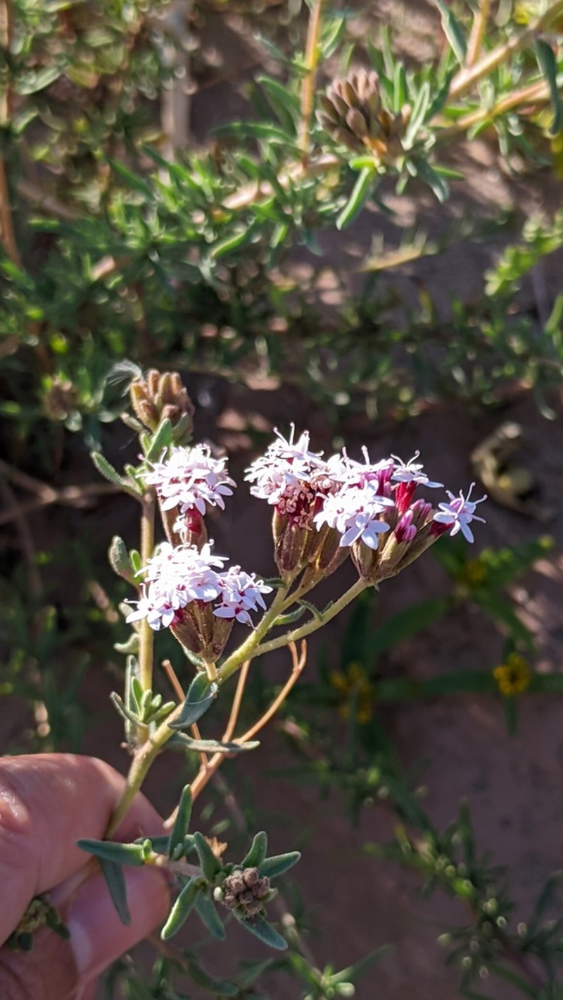 Stevia maimarensis photo 7