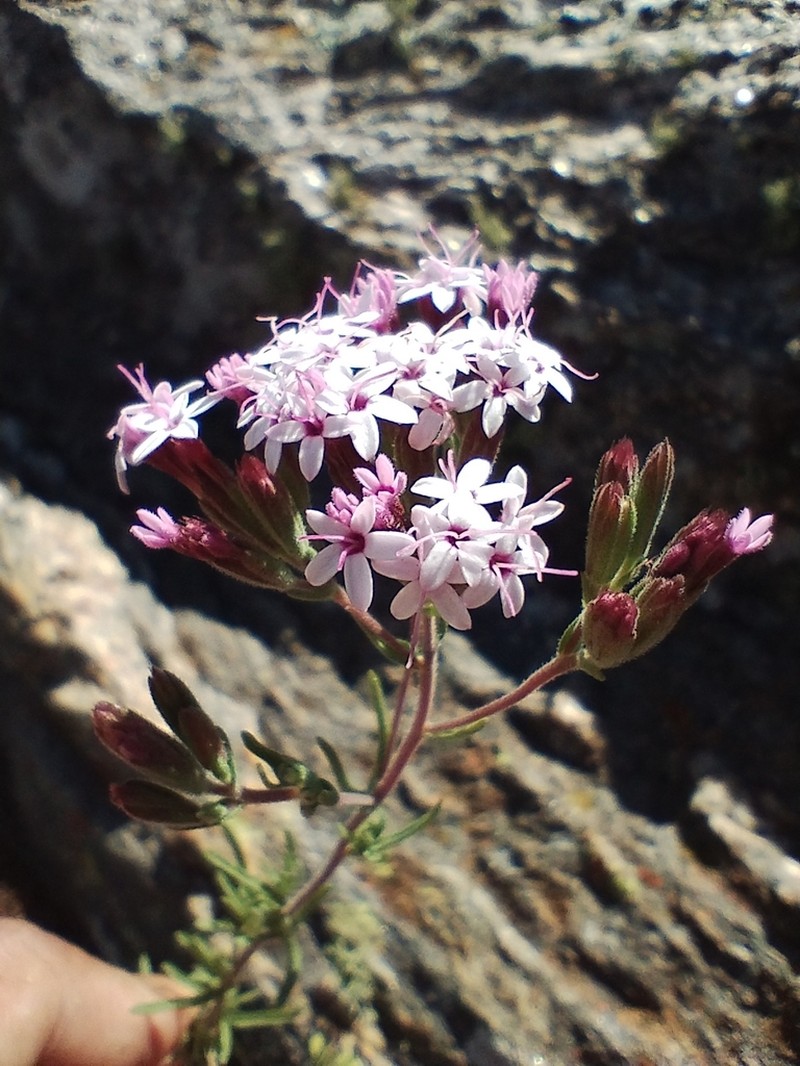 Stevia maimarensis photo 8