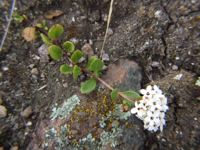 Stevia mandonii