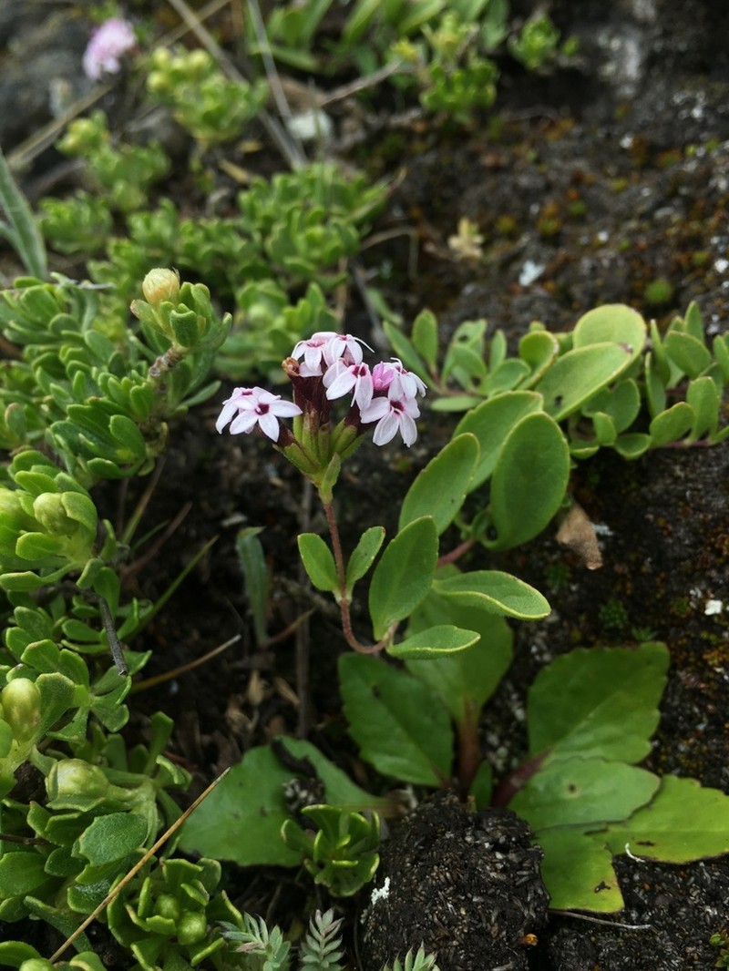Stevia mandonii photo 2