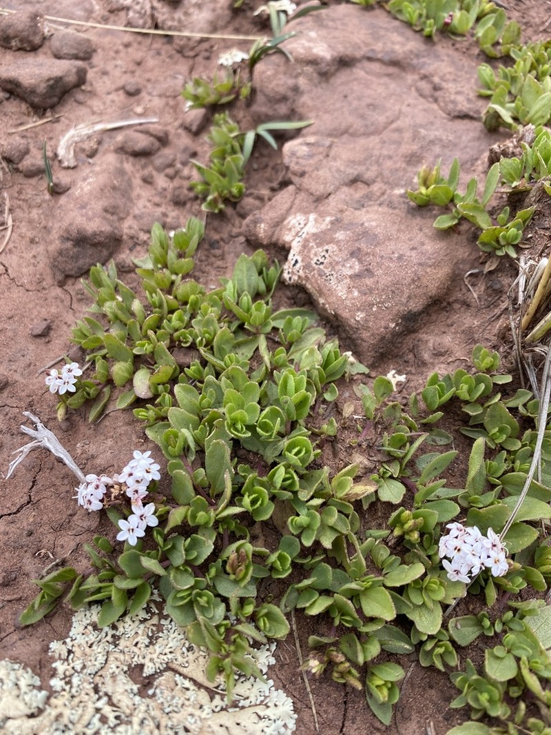 Stevia mandonii photo 3