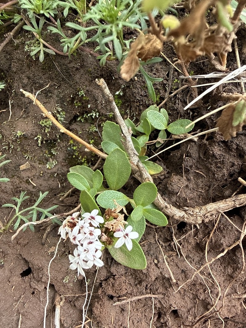 Stevia mandonii photo 4