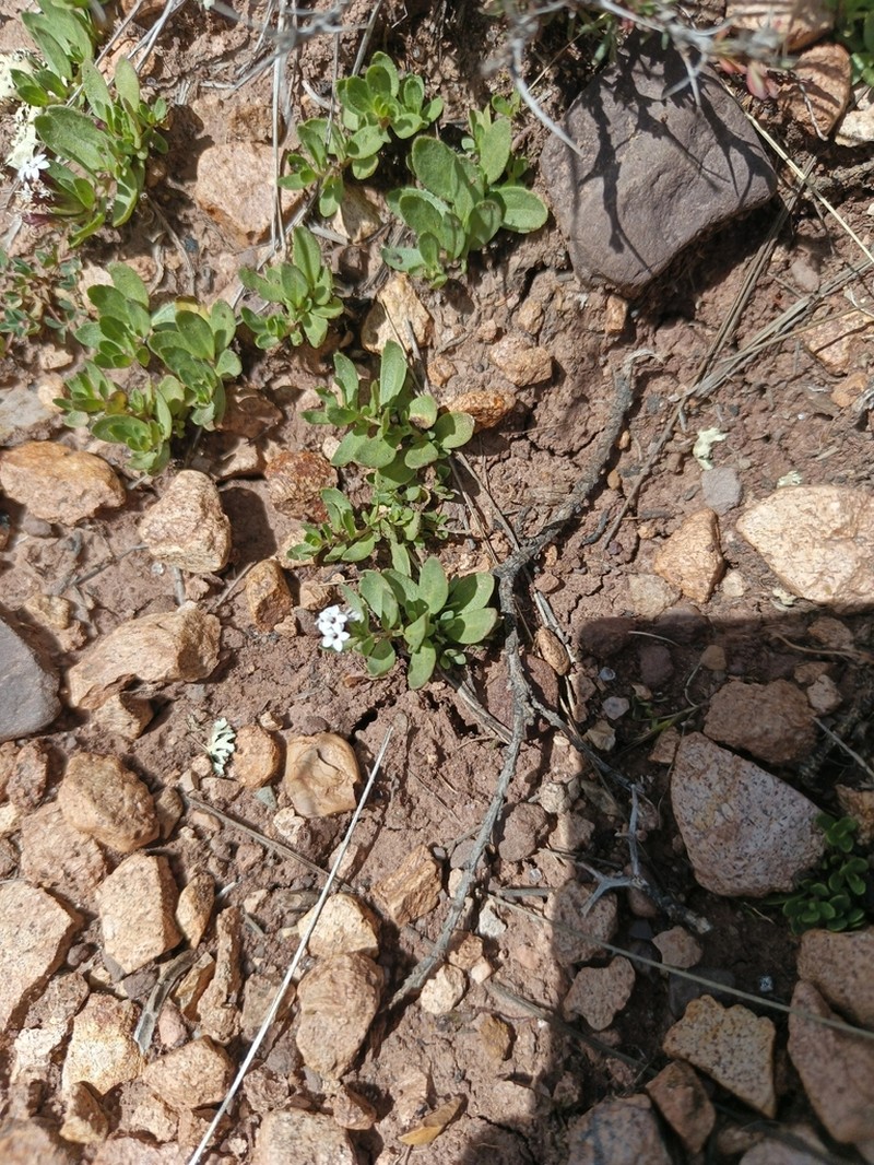 Stevia mandonii photo 5