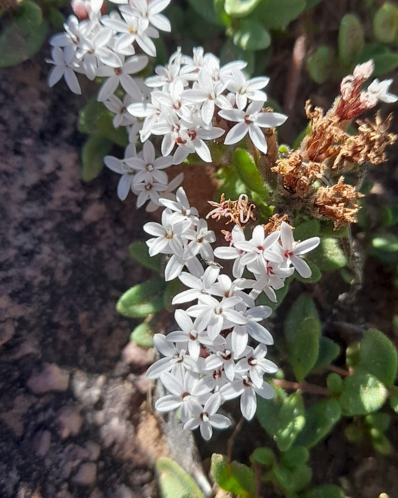 Stevia mandonii photo 6