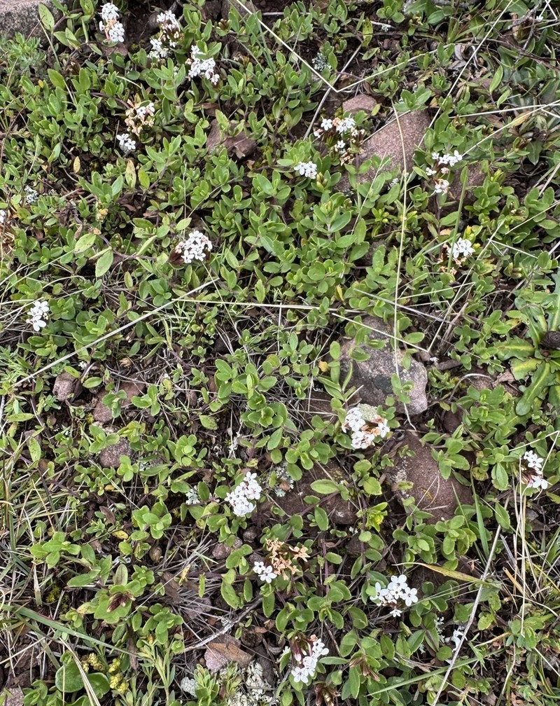 Stevia mandonii photo 8