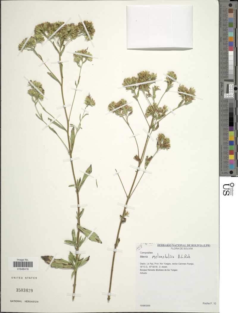 Stevia melancholica