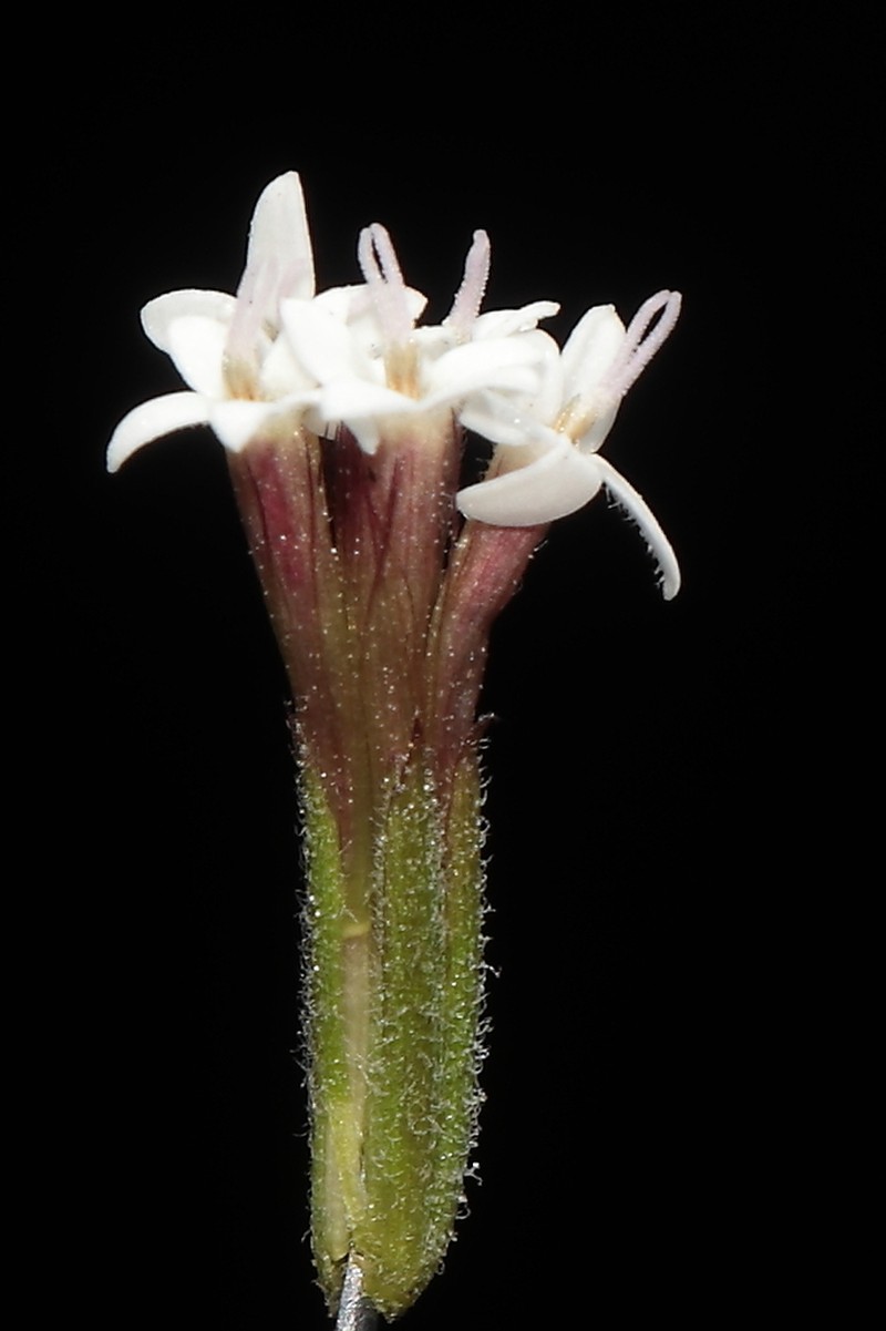 Stevia melissifolia