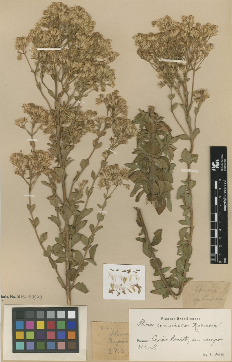 Stevia menthifolia