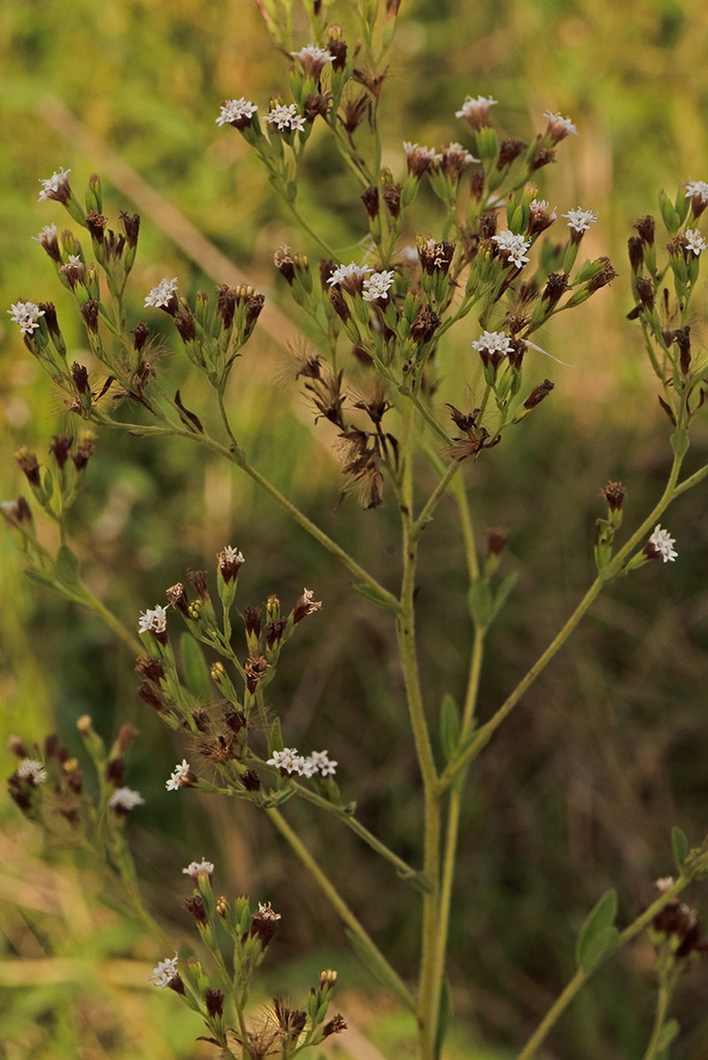 Stevia mercedensis