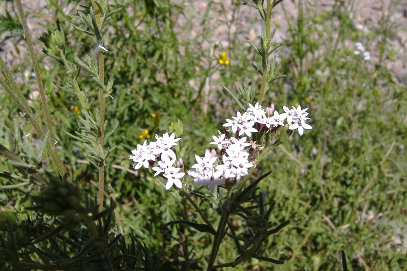Stevia mercedensis photo 4