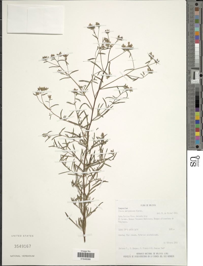 Stevia mercedensis photo 5