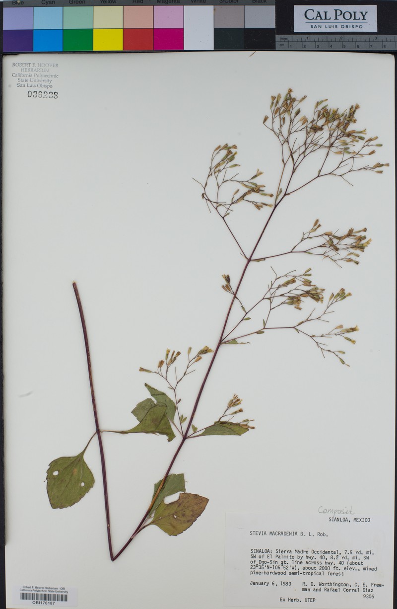 Stevia micradenia