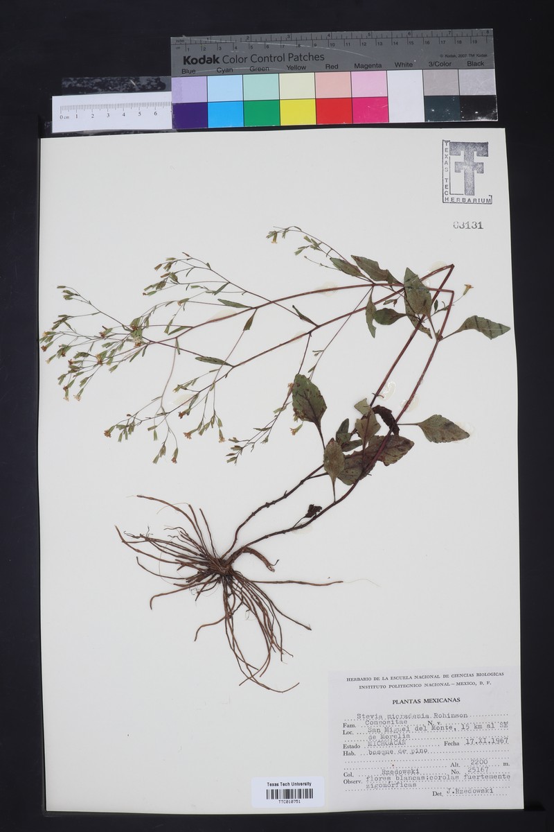 Stevia micradenia photo 2