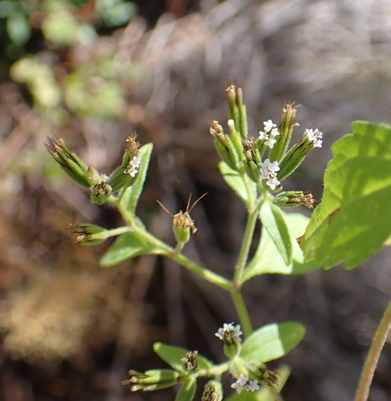 Annual Candyleaf
