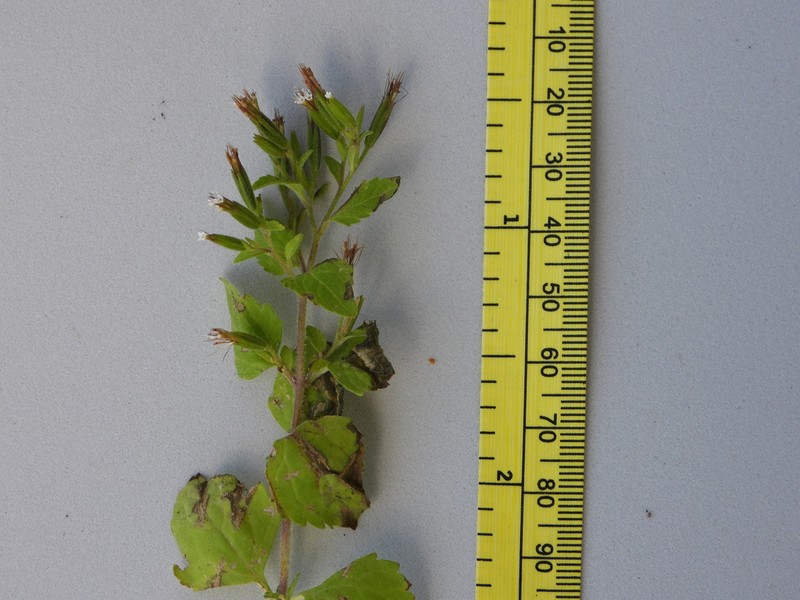 Annual Candyleaf photo 2