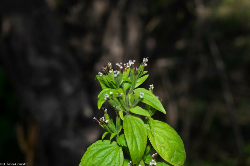 Annual Candyleaf photo 3