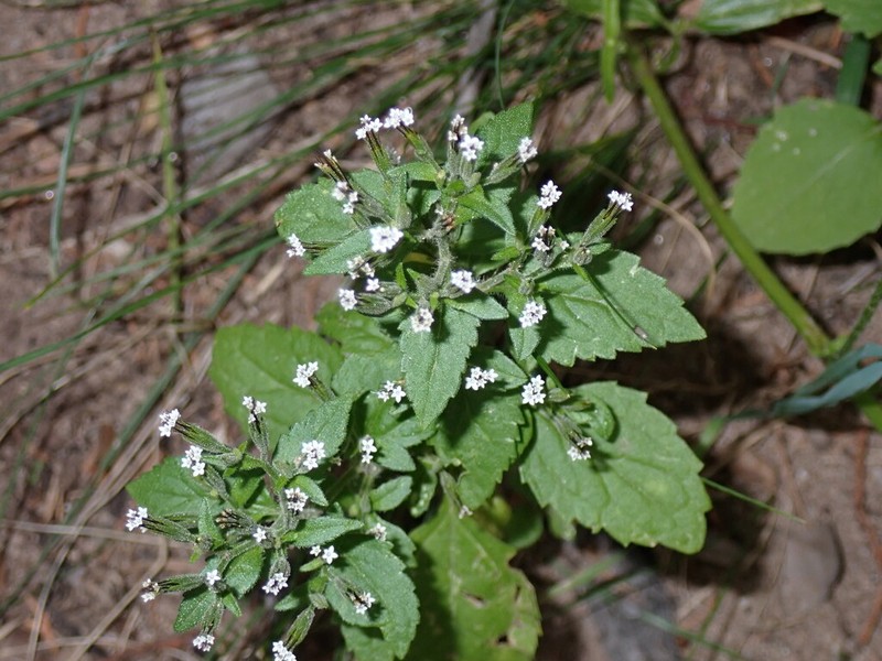 Annual Candyleaf photo 4