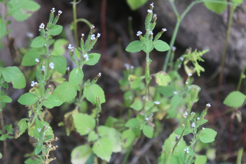 Annual Candyleaf photo 5