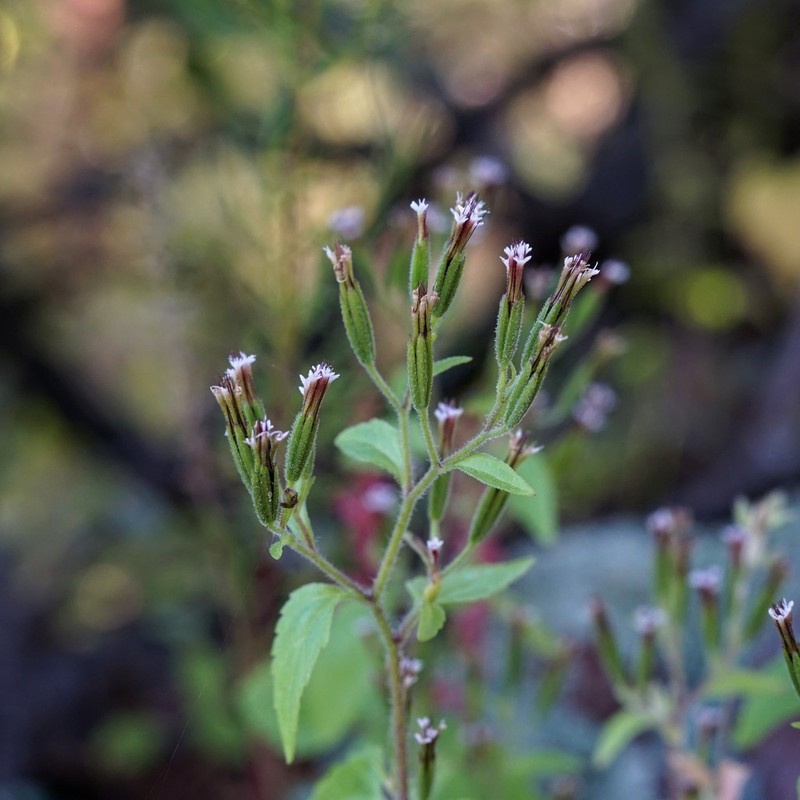 Annual Candyleaf photo 6