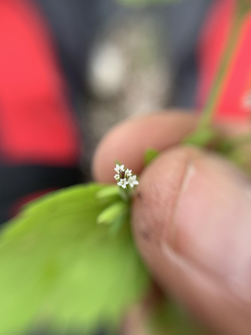 Annual Candyleaf photo 7