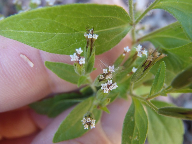 Annual Candyleaf photo 8