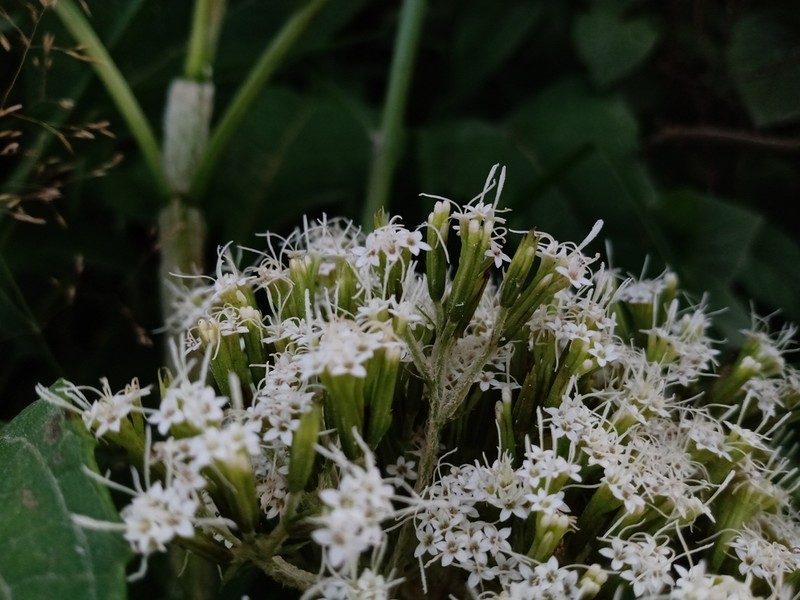 Stevia microchaeta