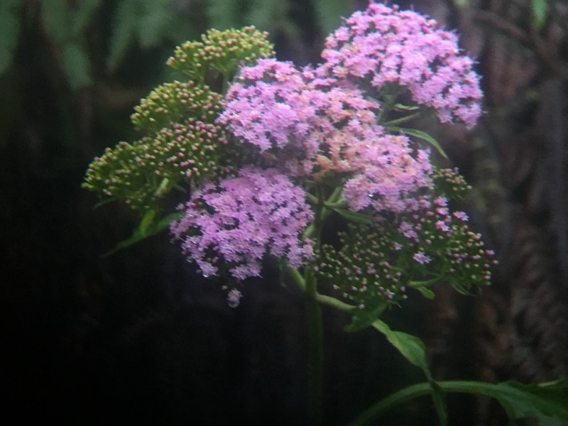 Stevia microchaeta photo 2