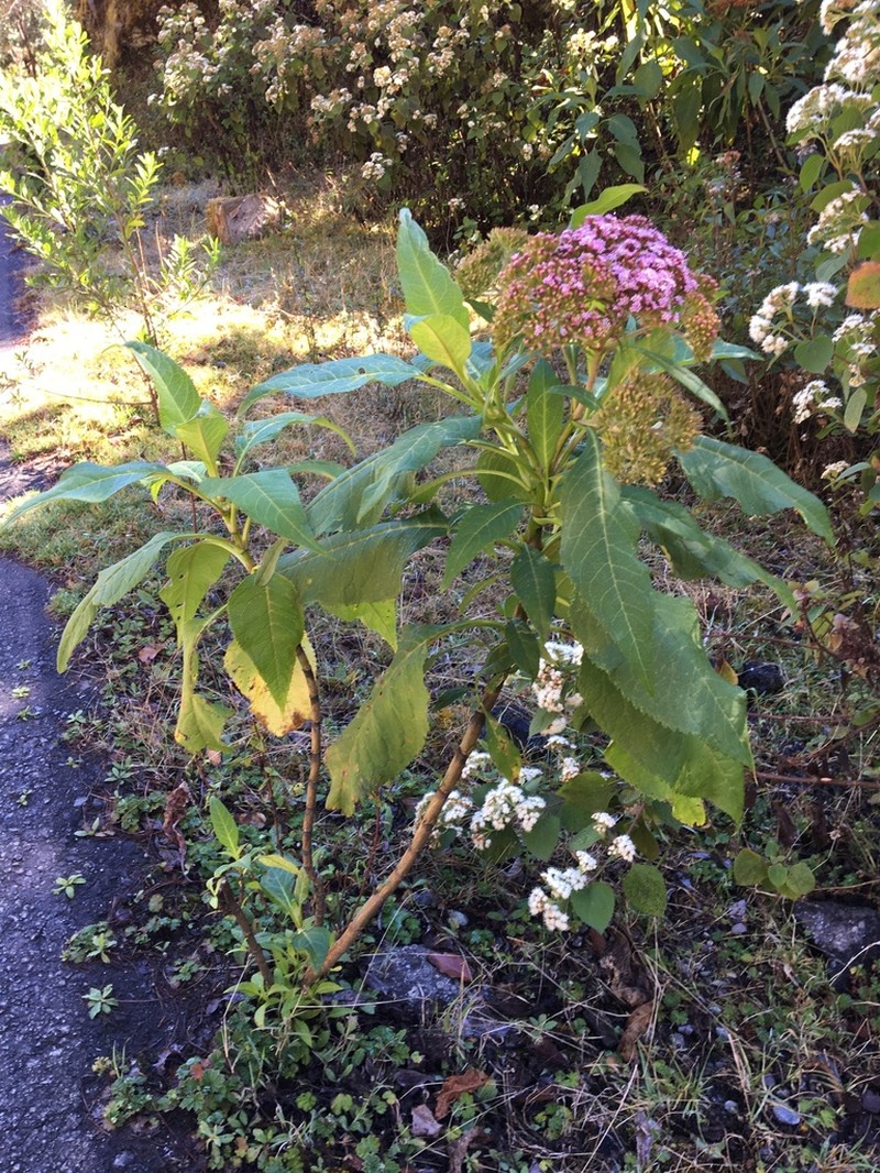 Stevia microchaeta photo 4