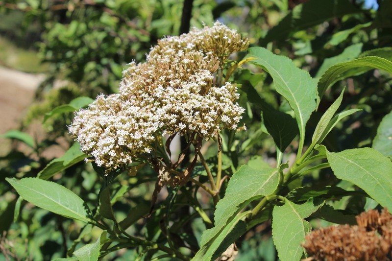 Stevia microchaeta photo 7