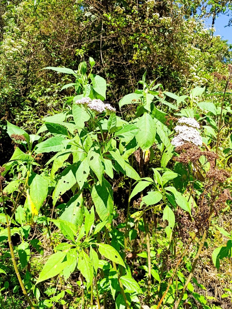 Stevia microchaeta photo 8