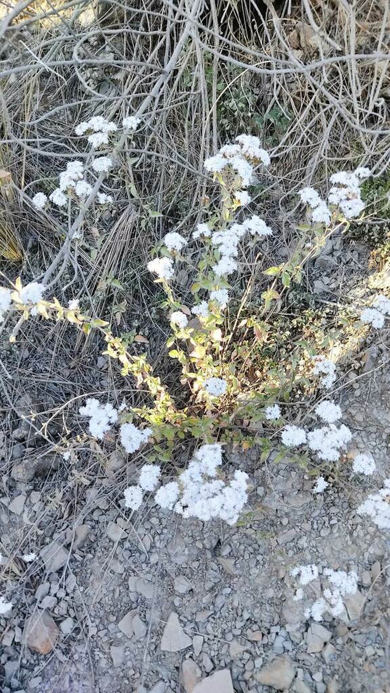 Stevia minor