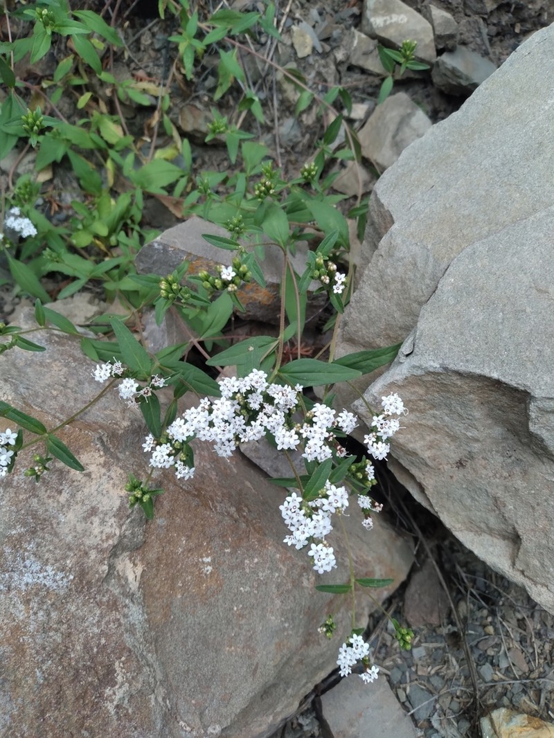 Stevia minor photo 2