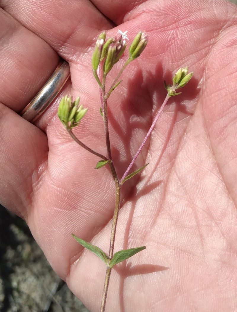 Stevia minor photo 3
