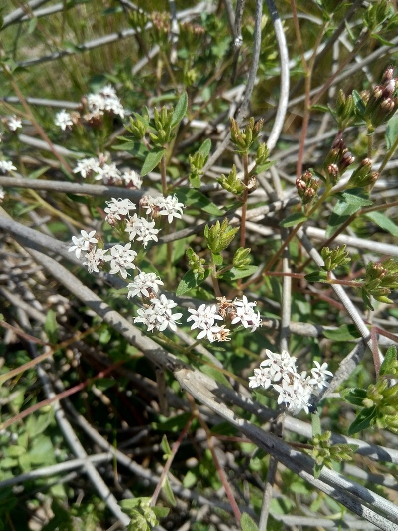 Stevia minor photo 4
