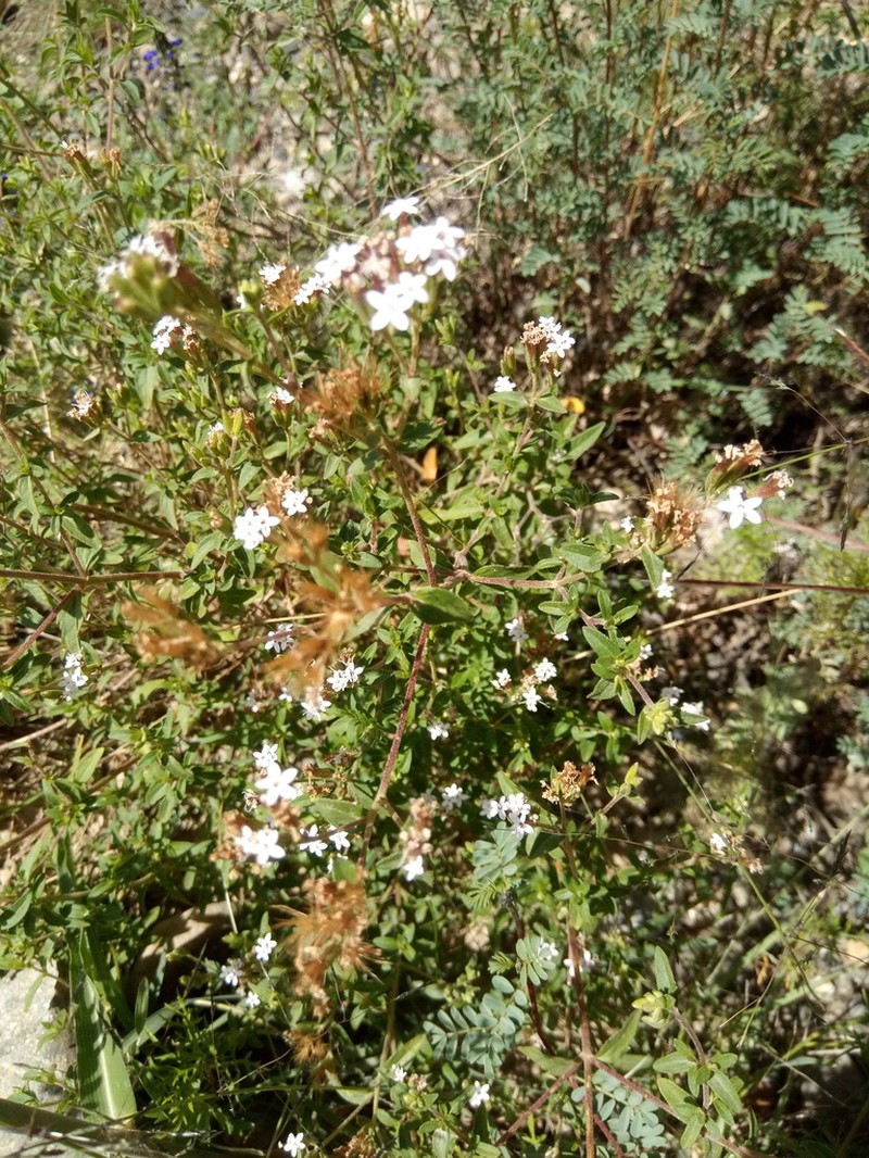 Stevia minor photo 5