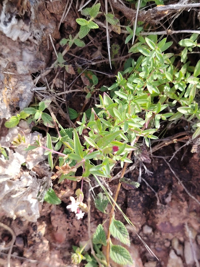 Stevia minor photo 6