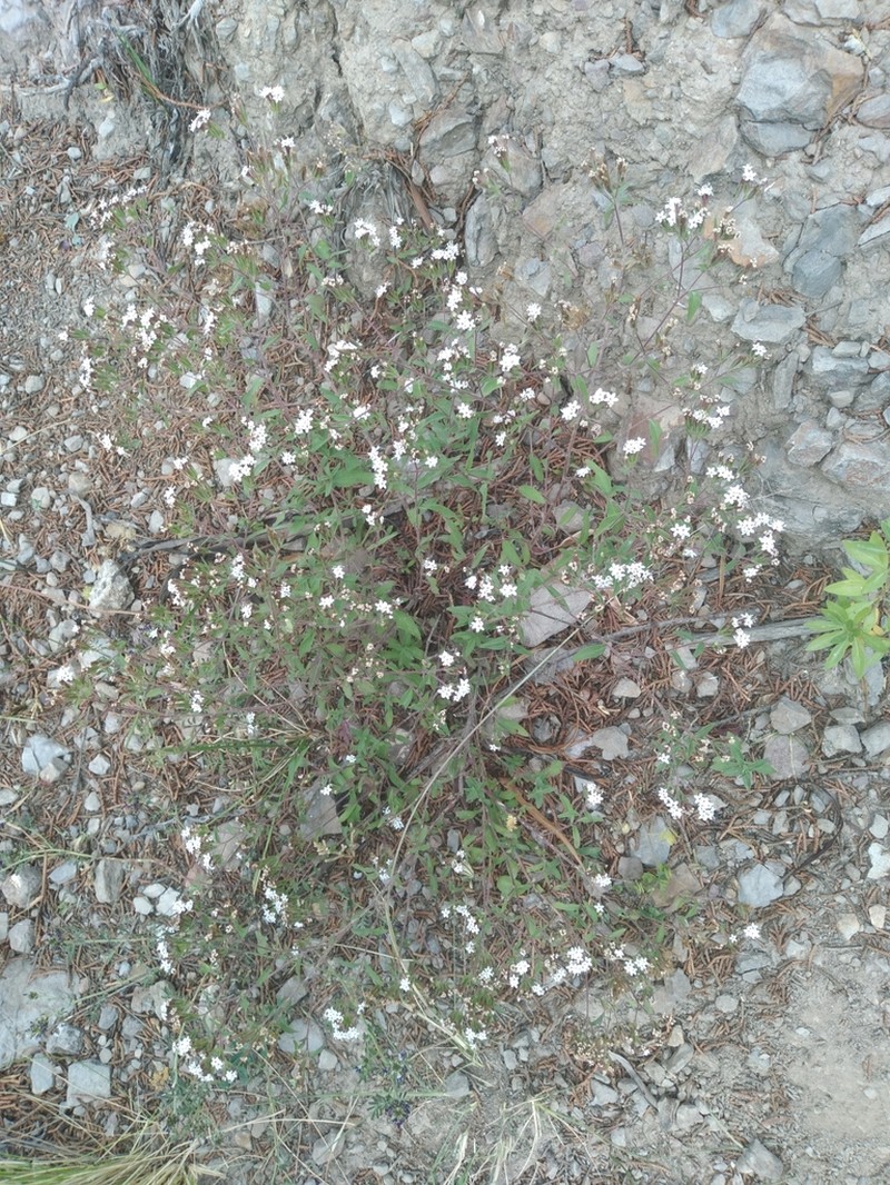 Stevia minor photo 7