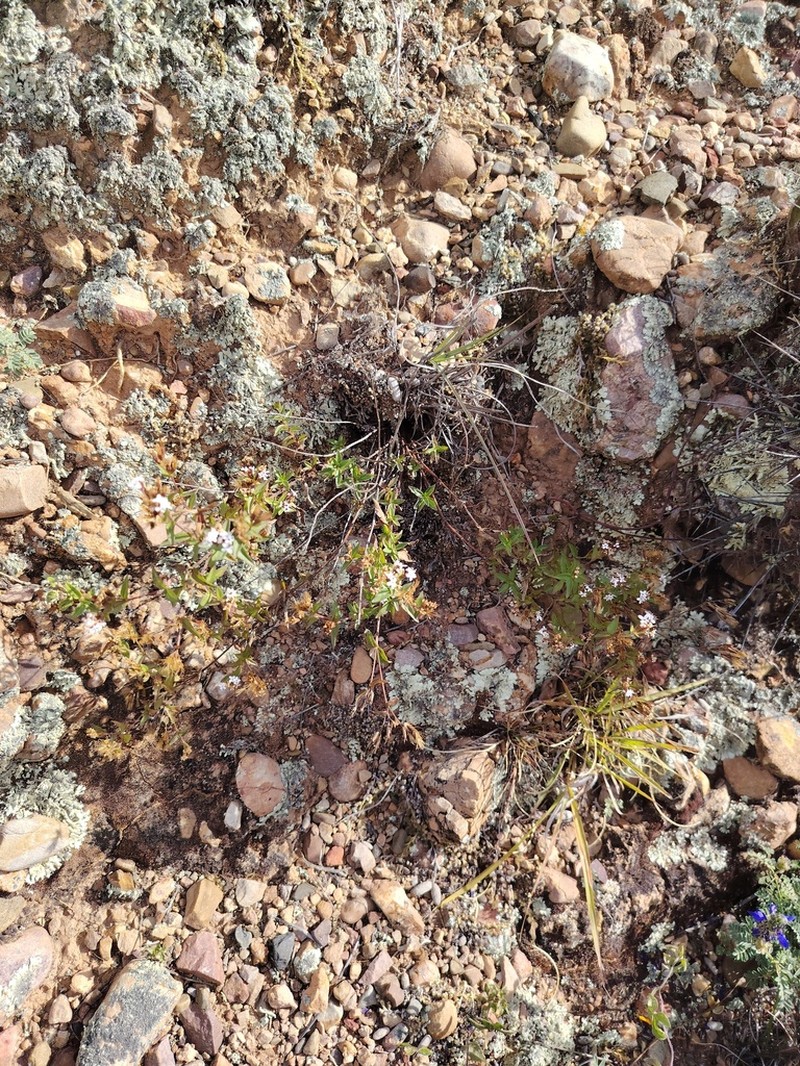 Stevia minor photo 8