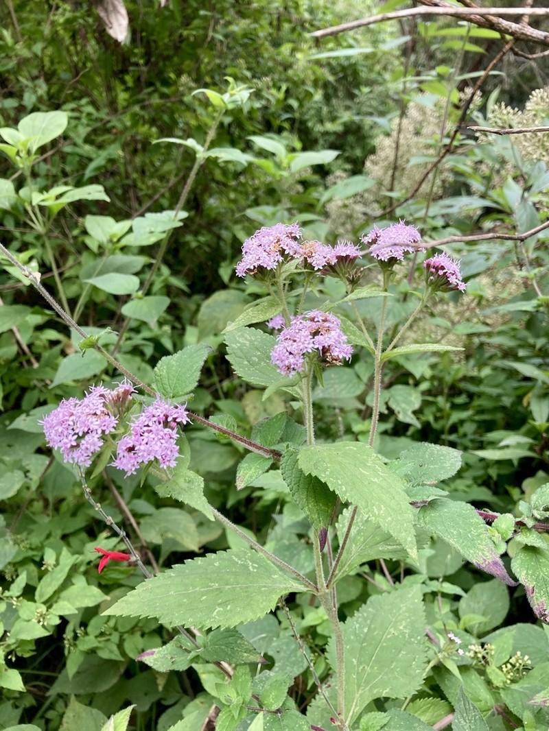 Stevia monardifolia