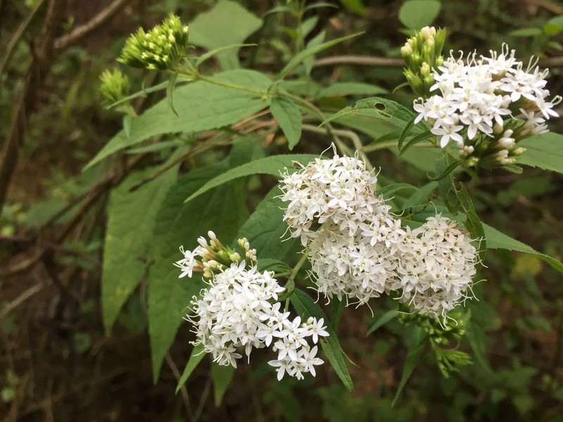 Stevia monardifolia photo 2
