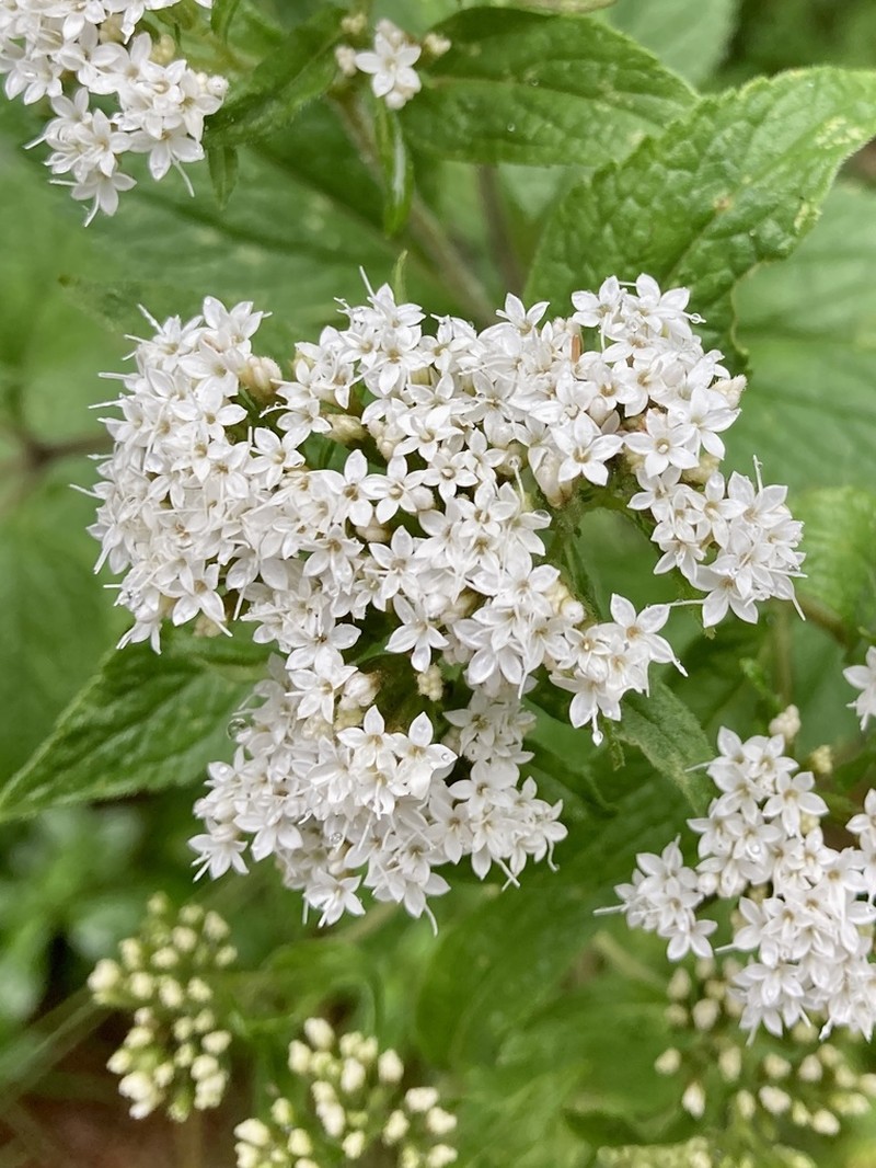 Stevia monardifolia photo 3