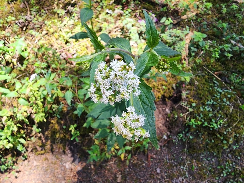 Stevia monardifolia photo 4