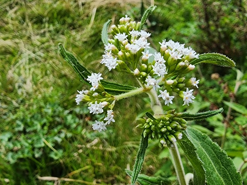 Stevia monardifolia photo 5