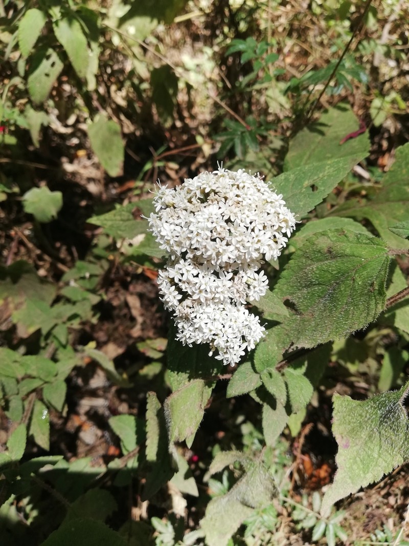 Stevia monardifolia photo 6