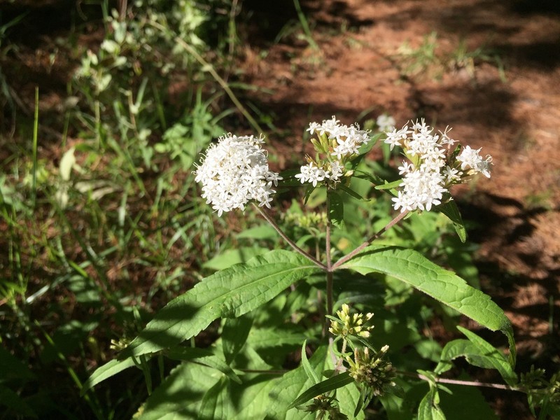 Stevia monardifolia photo 7