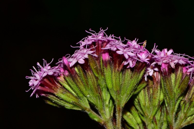 Stevia monardifolia photo 8